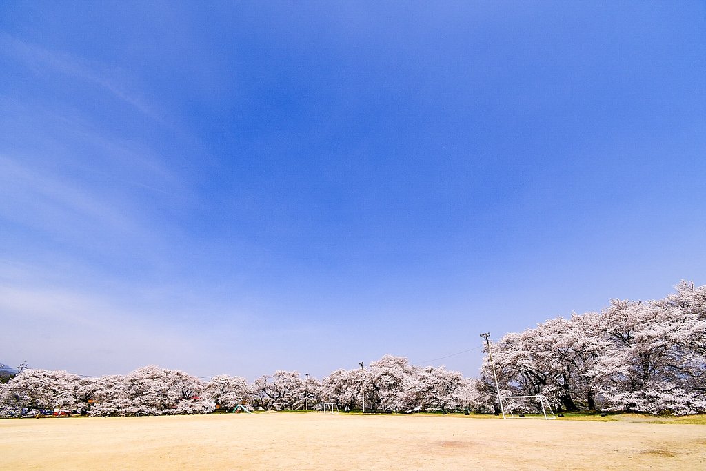 ドライブ紀行  校庭の桜🌸