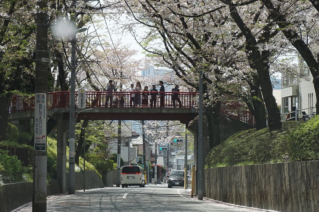 「桜坂」