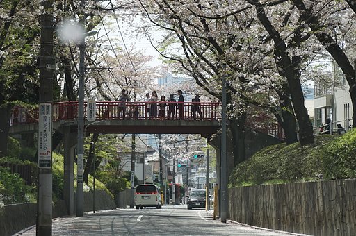 「桜坂」