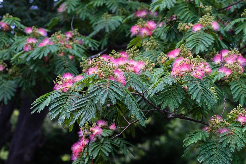 EF100mm F2.8 L IS MACRO
