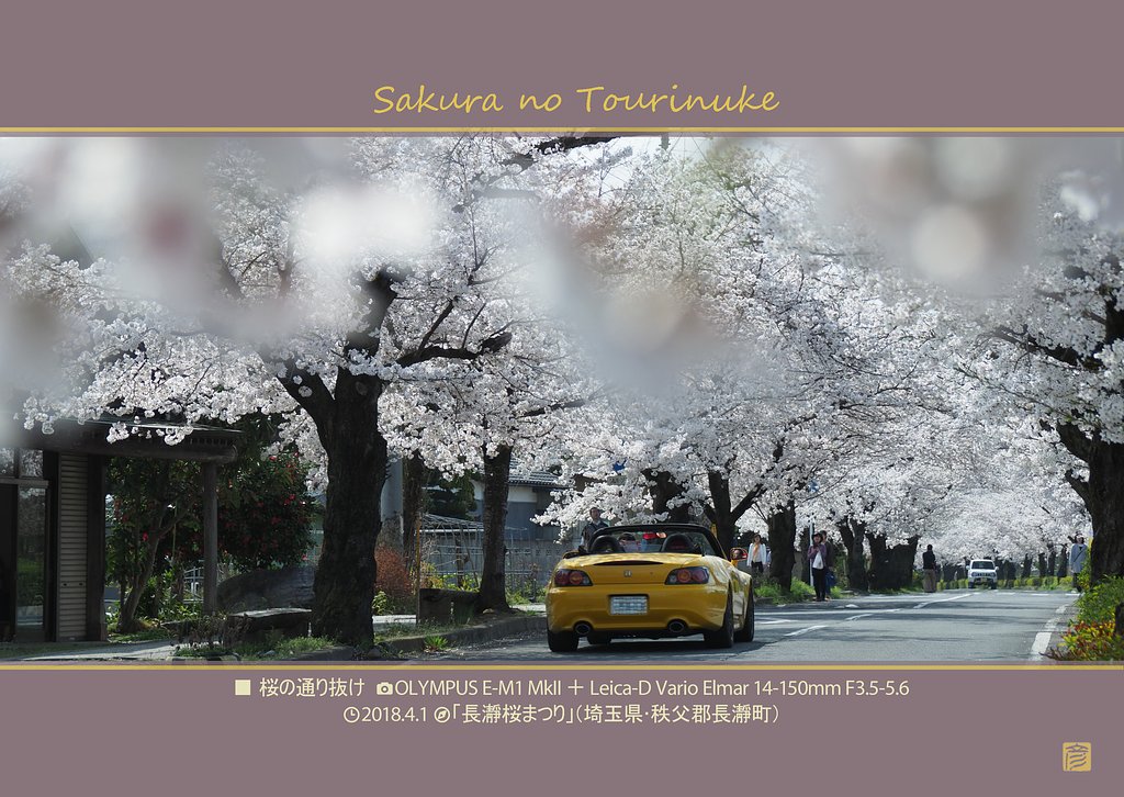 桜の通り抜け