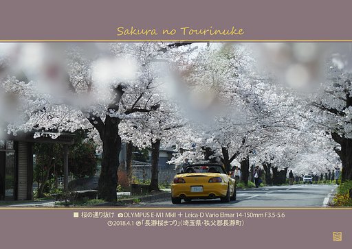 桜の通り抜け