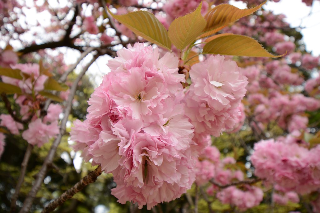 八重桜