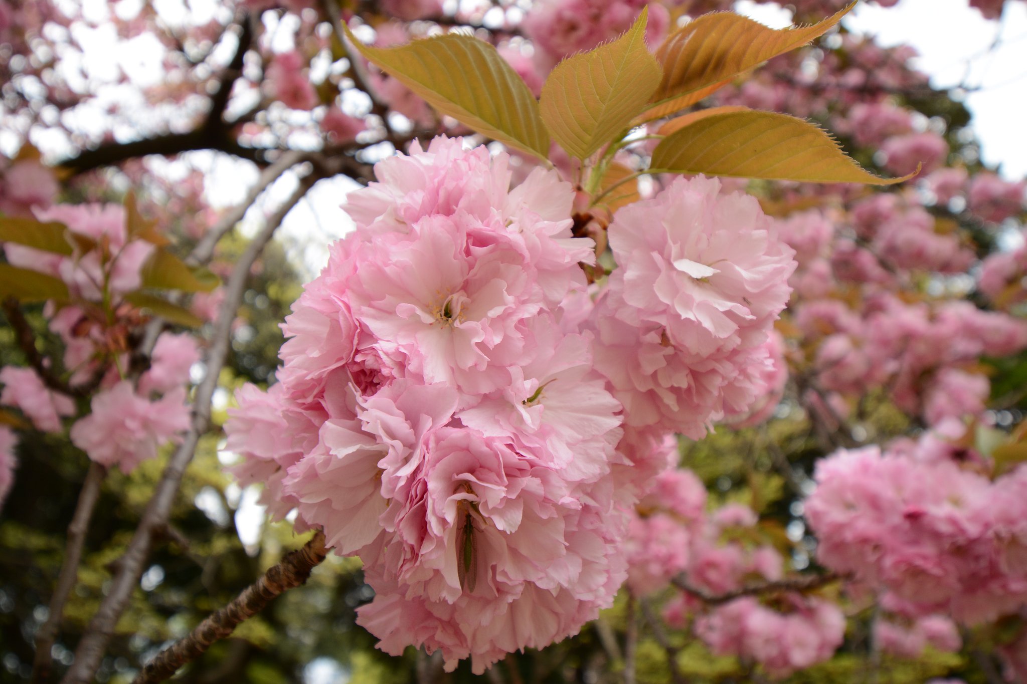 八重桜