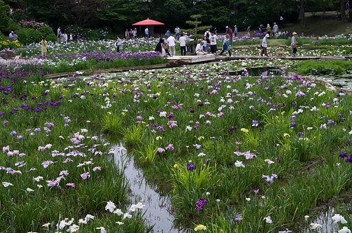 菖蒲池