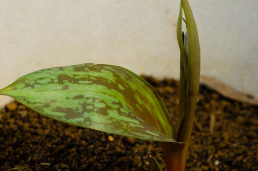 まだ蕾