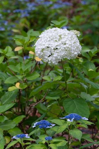 EF100mm F2.8 L IS MACRO