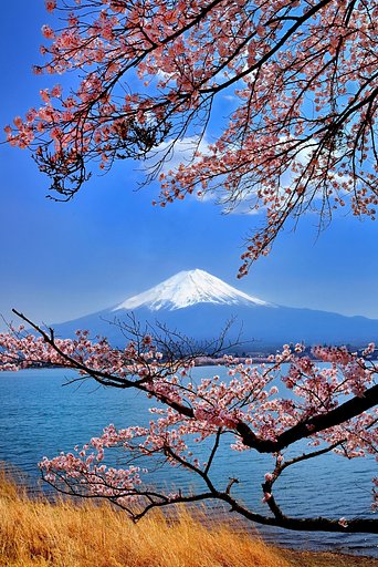 富士と桜