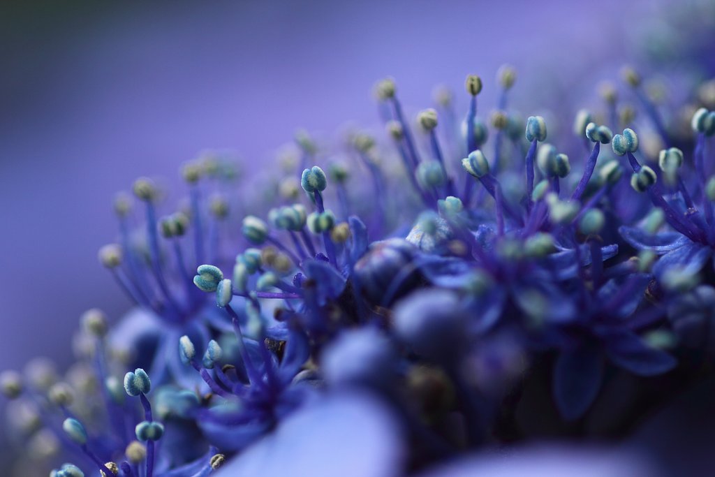 Tamron 90㎜ f2.8  macro172E