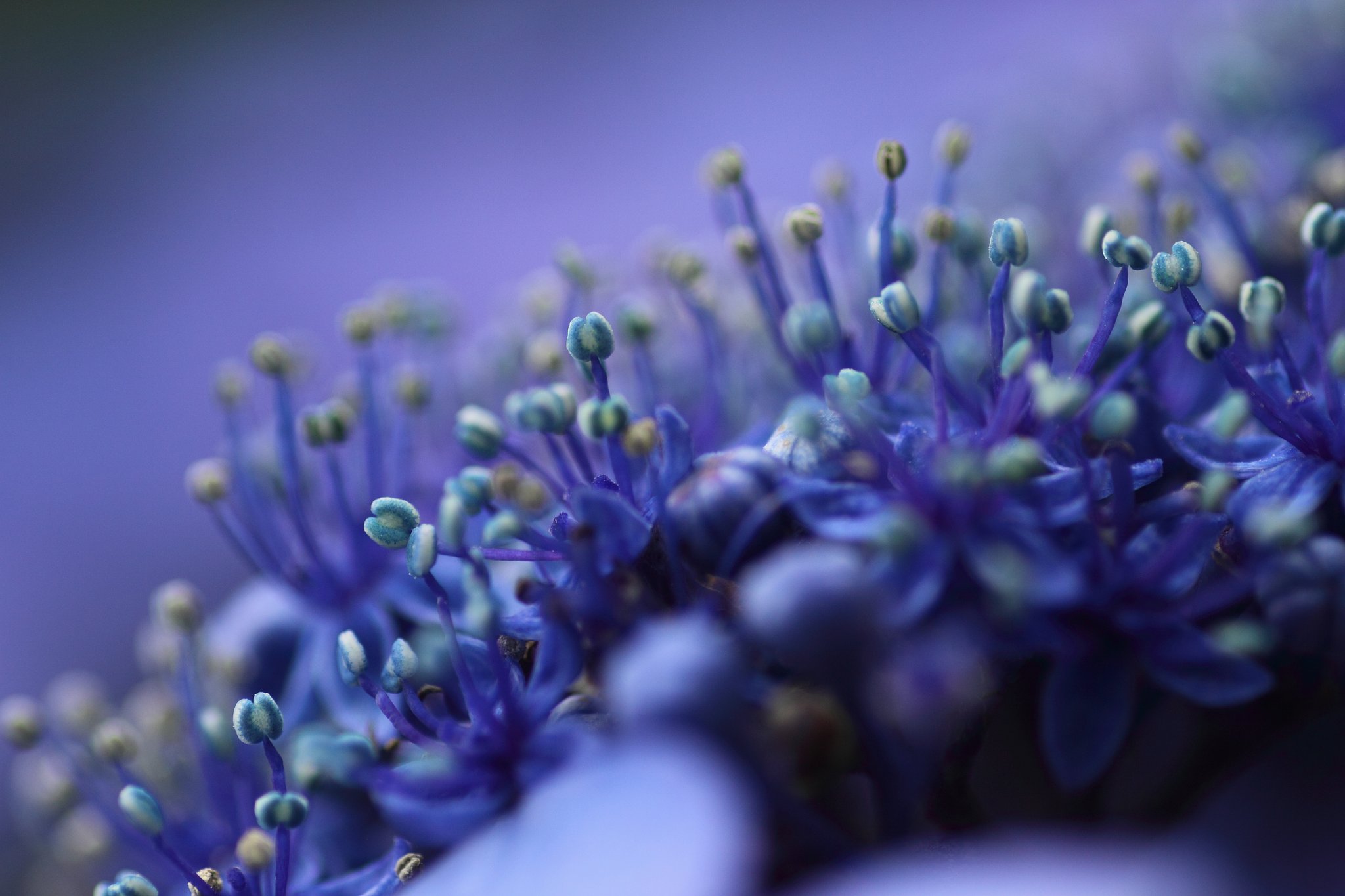 Tamron 90㎜ f2.8  macro172E