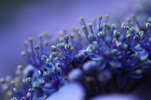 Tamron 90㎜ f2.8  macro172E