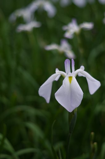 PENTAX-DA 50mmF1.8