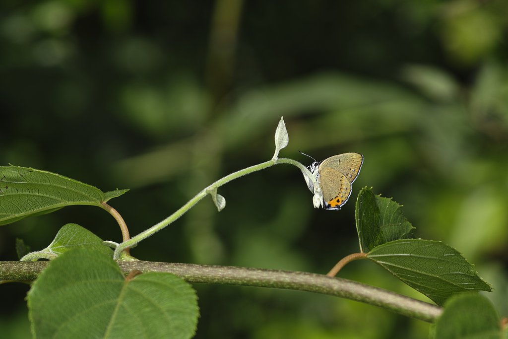 生息確認