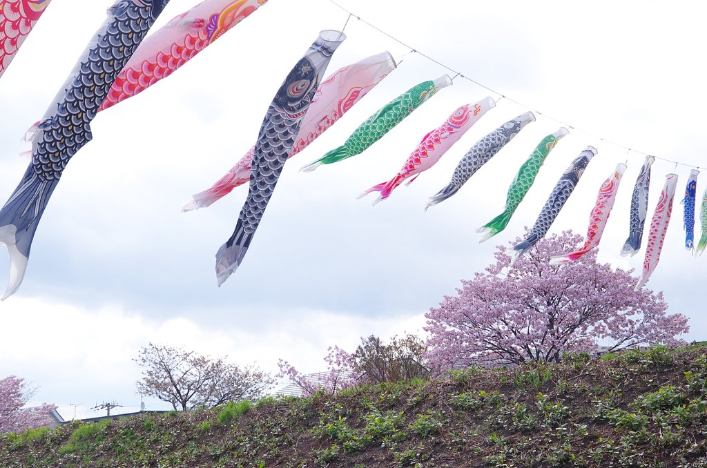 鯉のぼりと桜