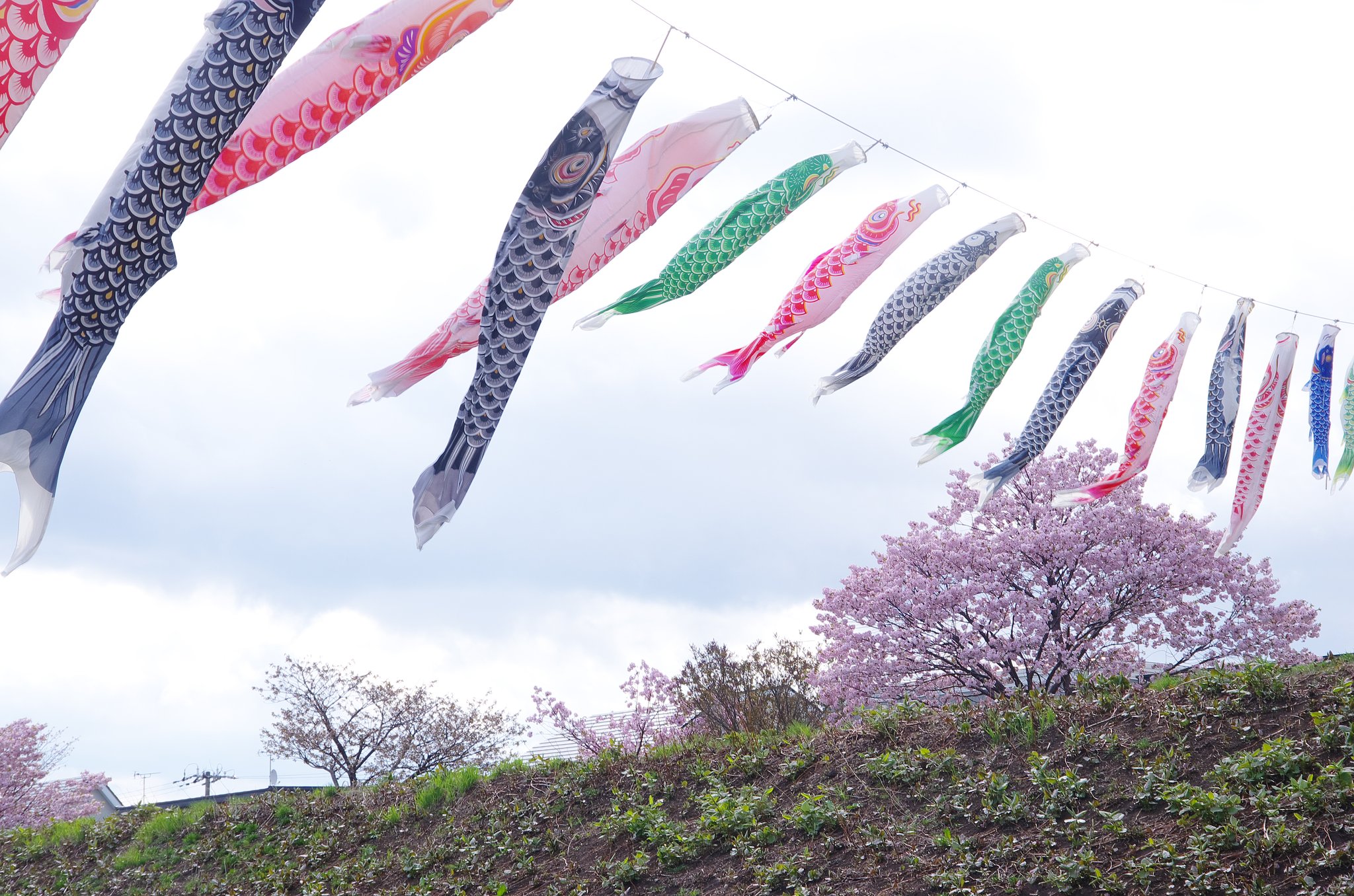 鯉のぼりと桜