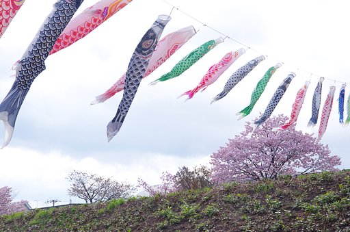 鯉のぼりと桜
