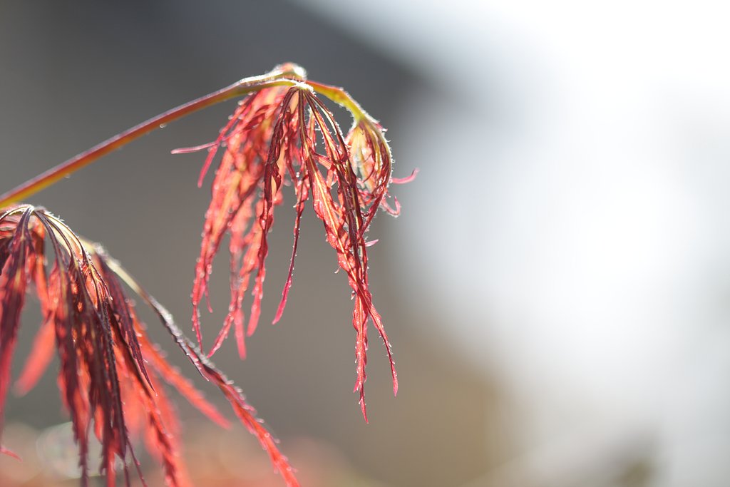 春紅葉？
