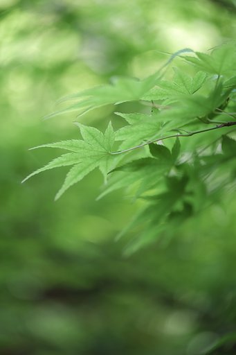 新緑