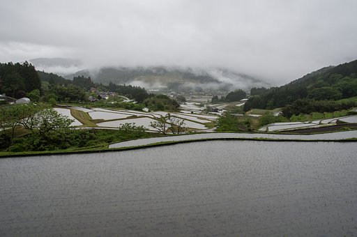 五月雨の棚田