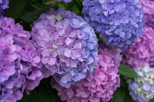 優しい紫陽花２