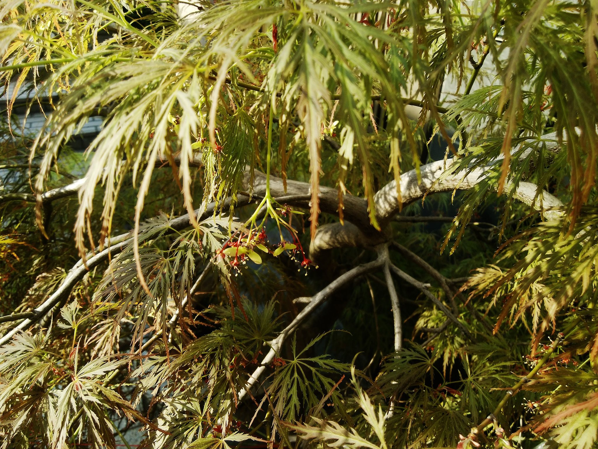 楓花