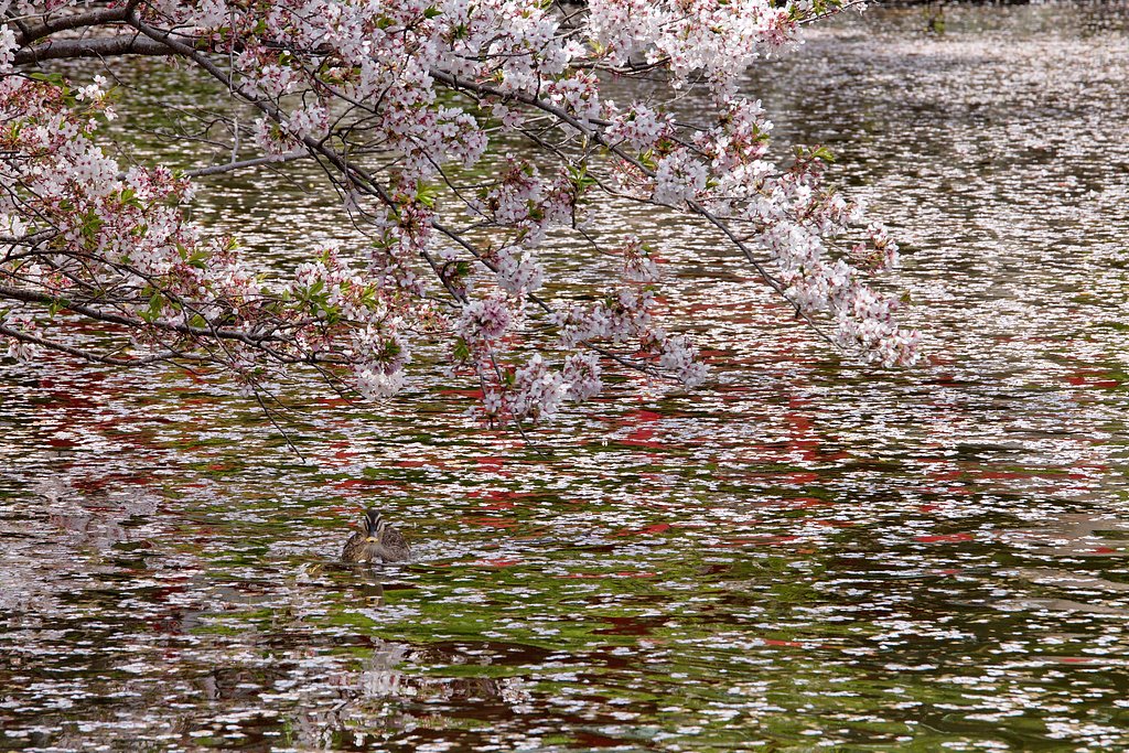 桜とカモ