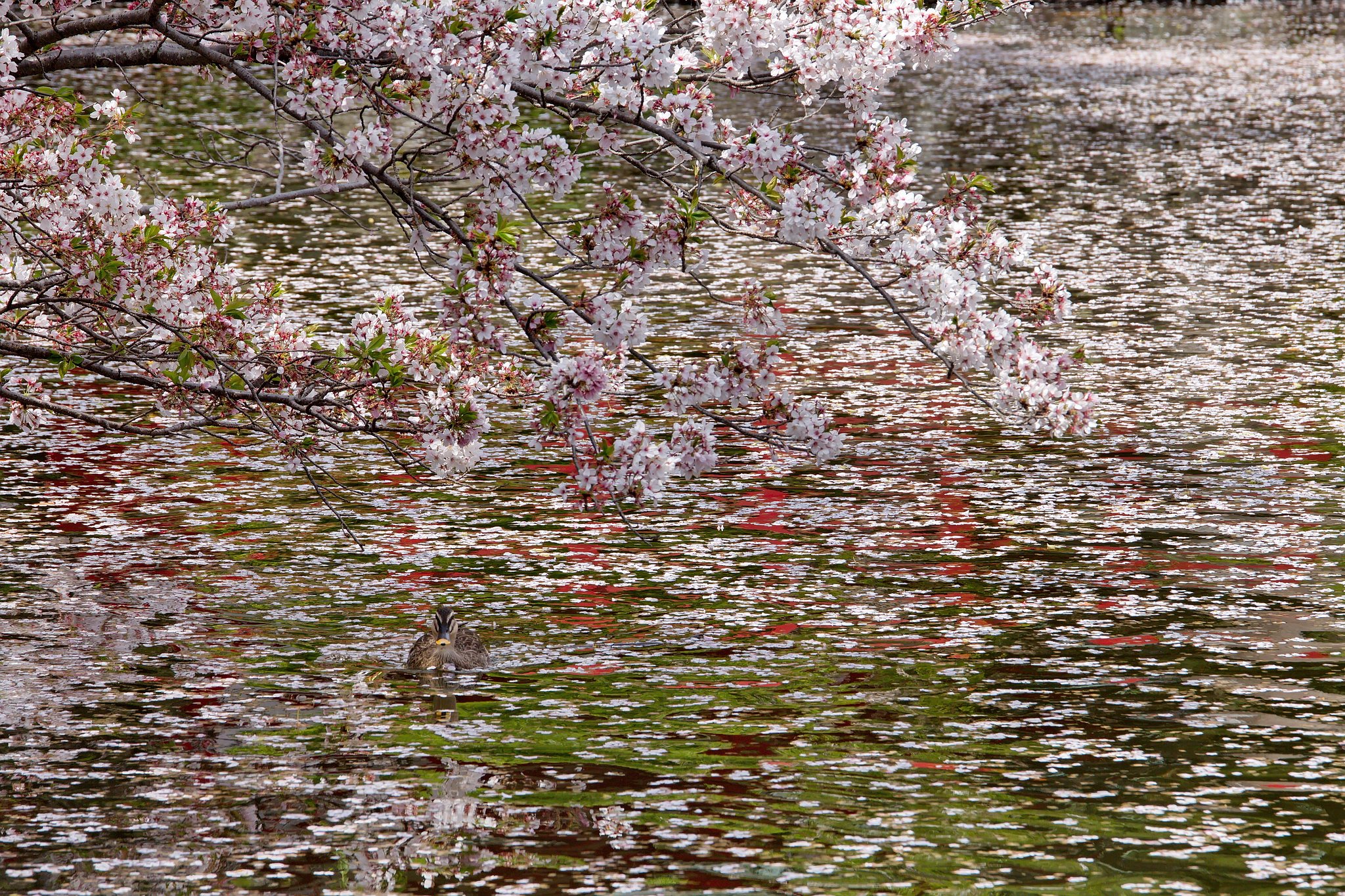 桜とカモ