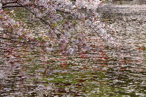 桜とカモ