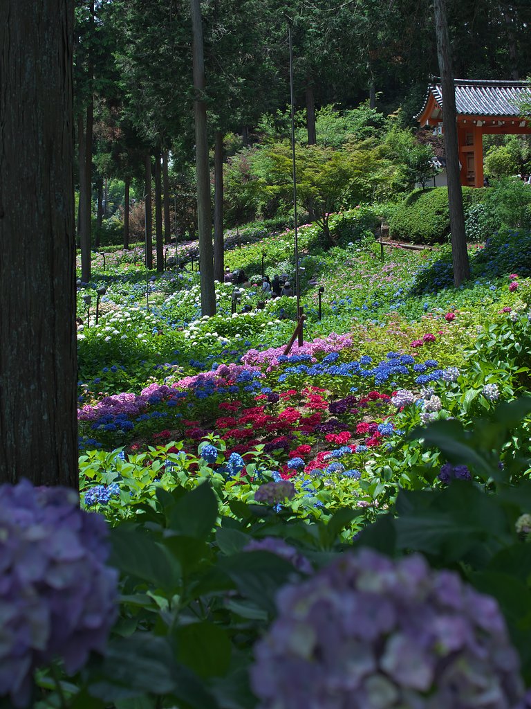 ED 30mm F3.5 Macro