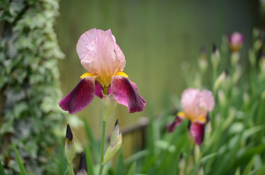 ジャーマンアイリス