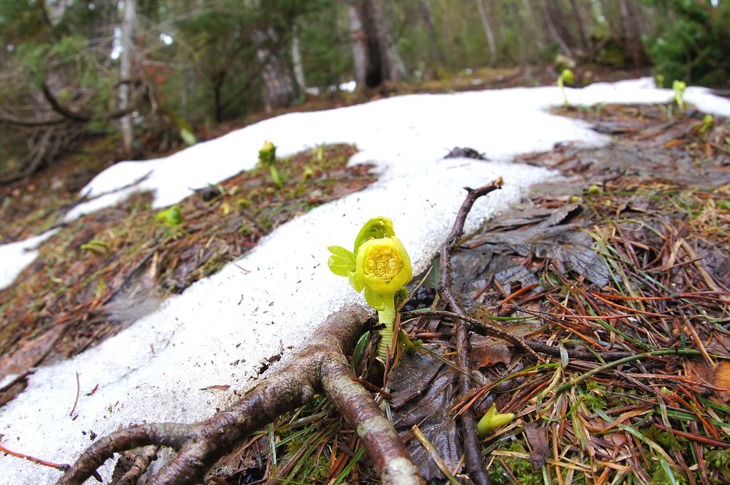 雪の下から