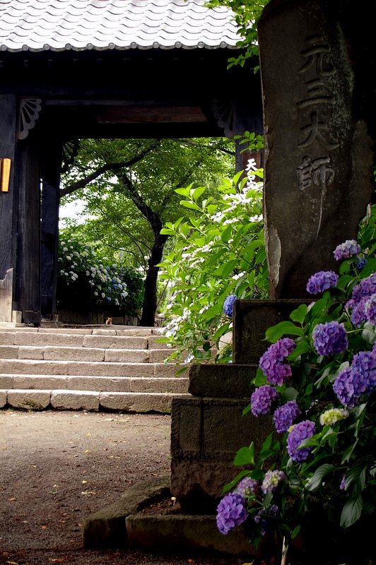 紫陽花寺　＃３