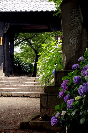 紫陽花寺　＃３