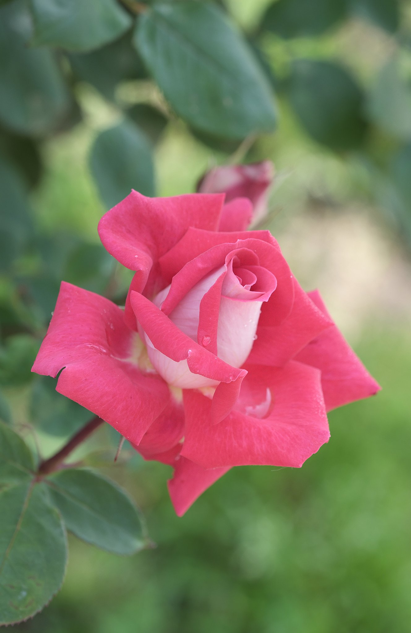 薔薇