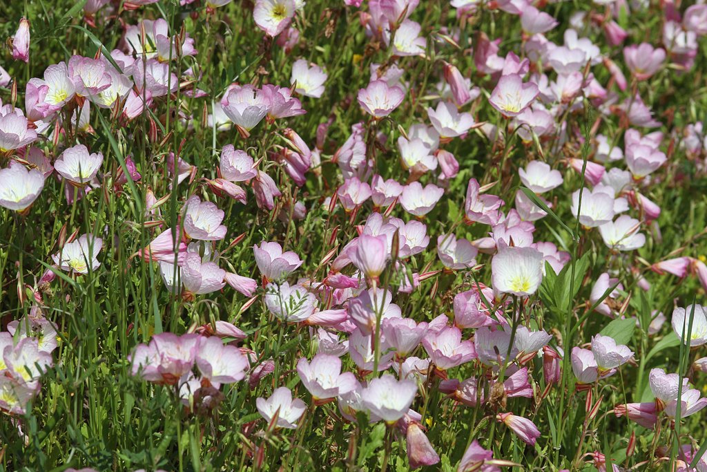【散歩】途中の野草　4