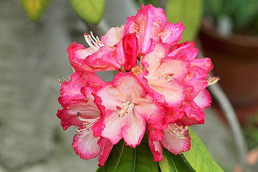 石楠花　Ｂ