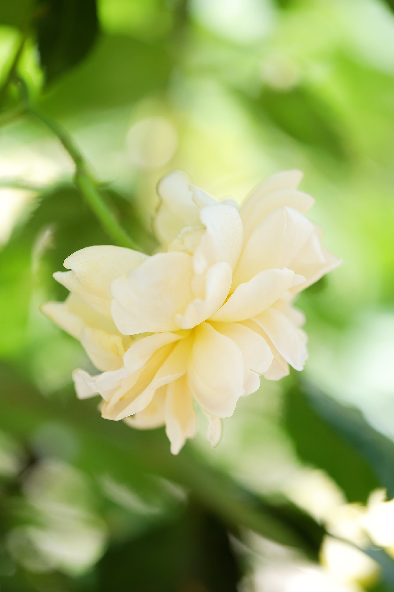 薔薇