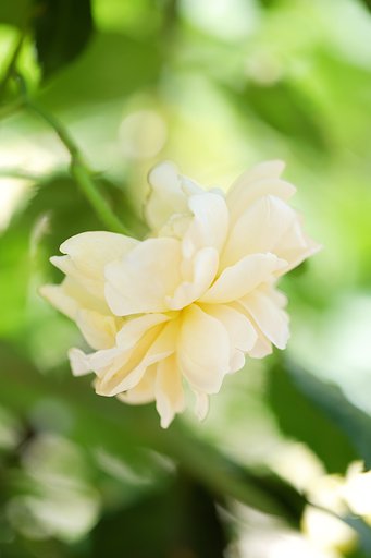 薔薇