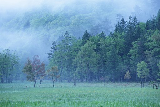 萌え変わる頃