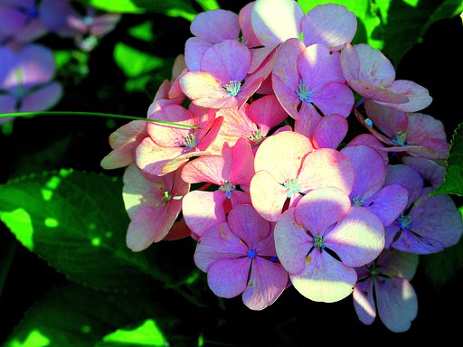 光と影の紫陽花