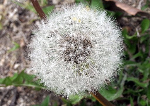 Ricoh S10