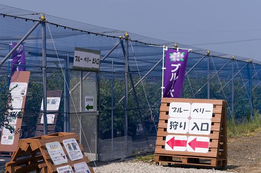 ブルーベリー狩り