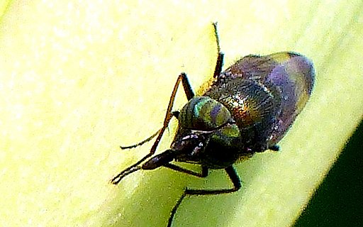 小さな虫