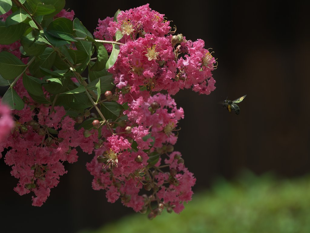 熊蜂