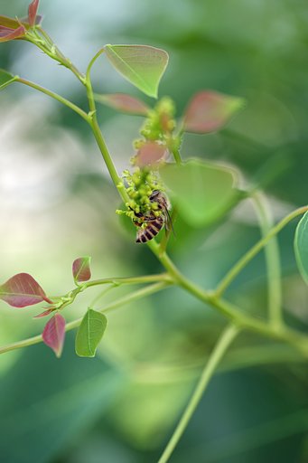 蜜蜂