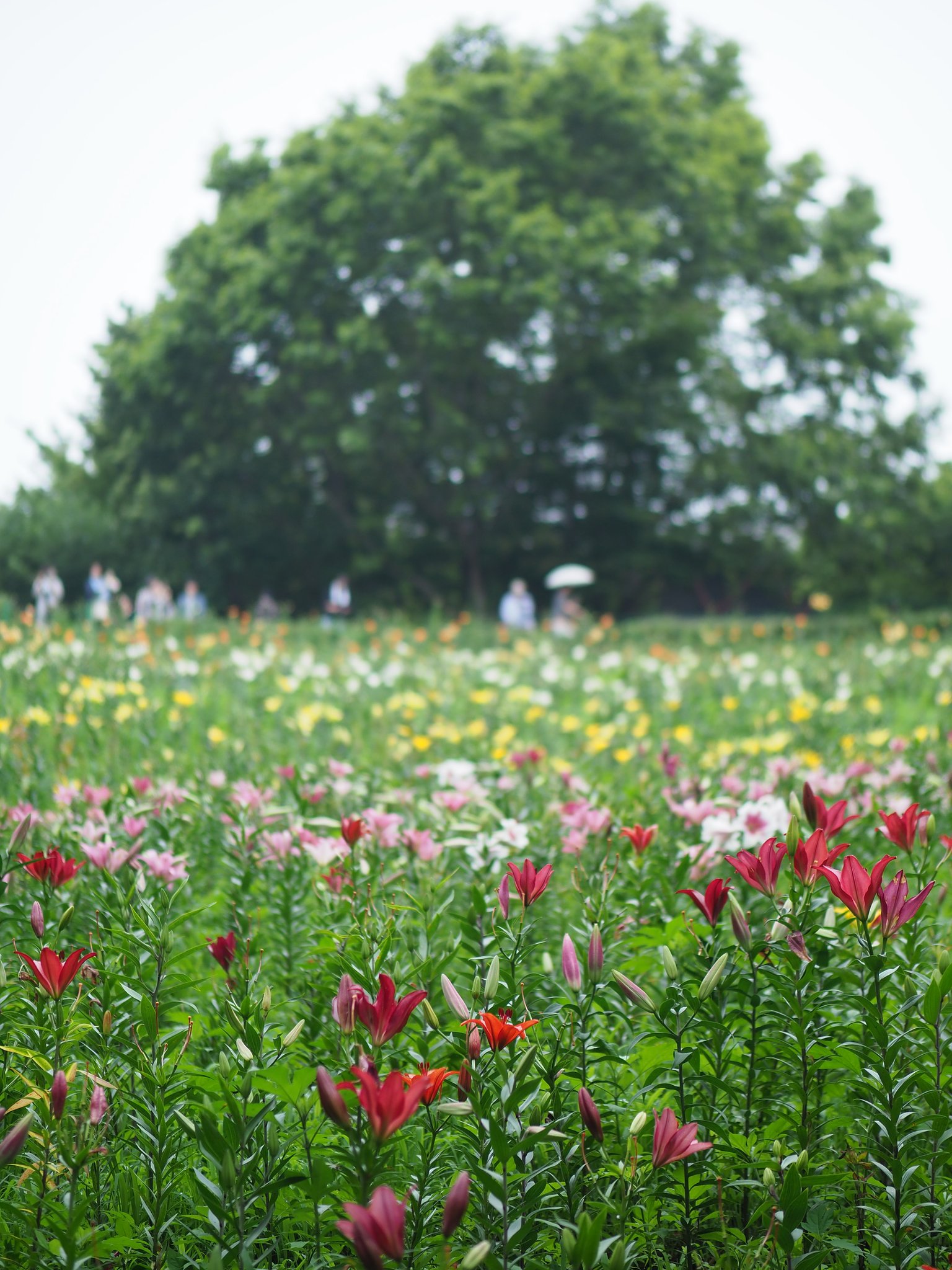 ◎Pana-LEICA DG NOCTICRON 42.5mm/F1.2 ASPH.