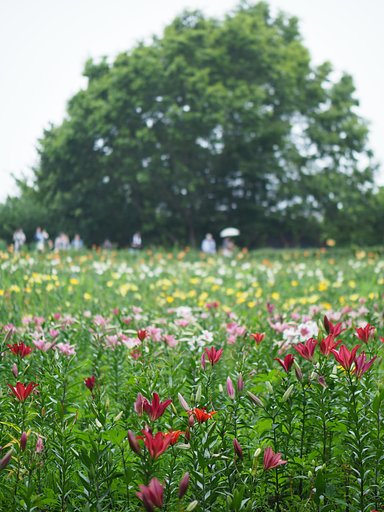 ◎Pana-LEICA DG NOCTICRON 42.5mm/F1.2 ASPH.