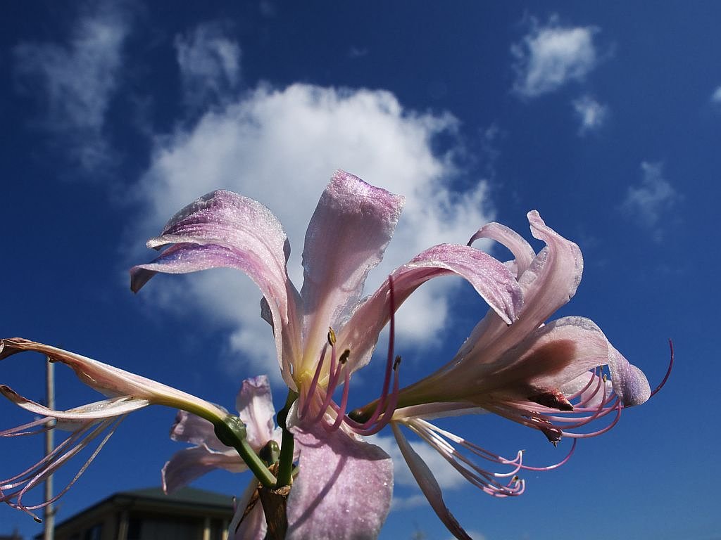 花と青空