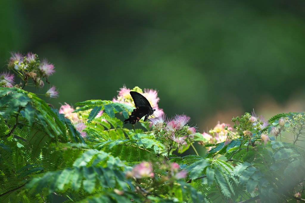 EF500mm F4L IS＋EF1.4Ⅲ