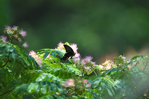 EF500mm F4L IS＋EF1.4Ⅲ